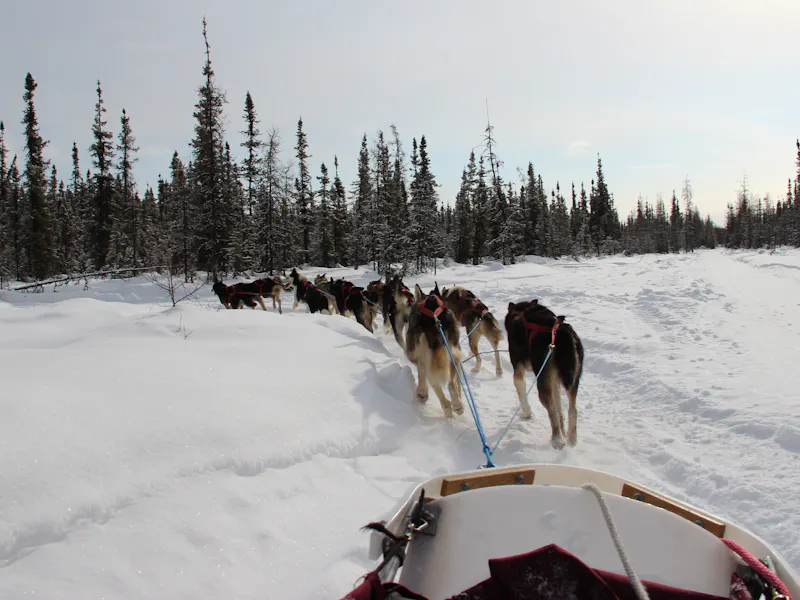 HDWyomingYellowstone National ParkWinter Dog Sledding
