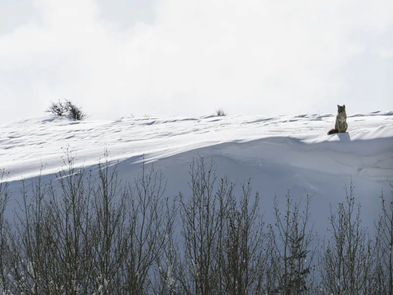 HDWyomingYellowstone National ParkWolf im Schnee2