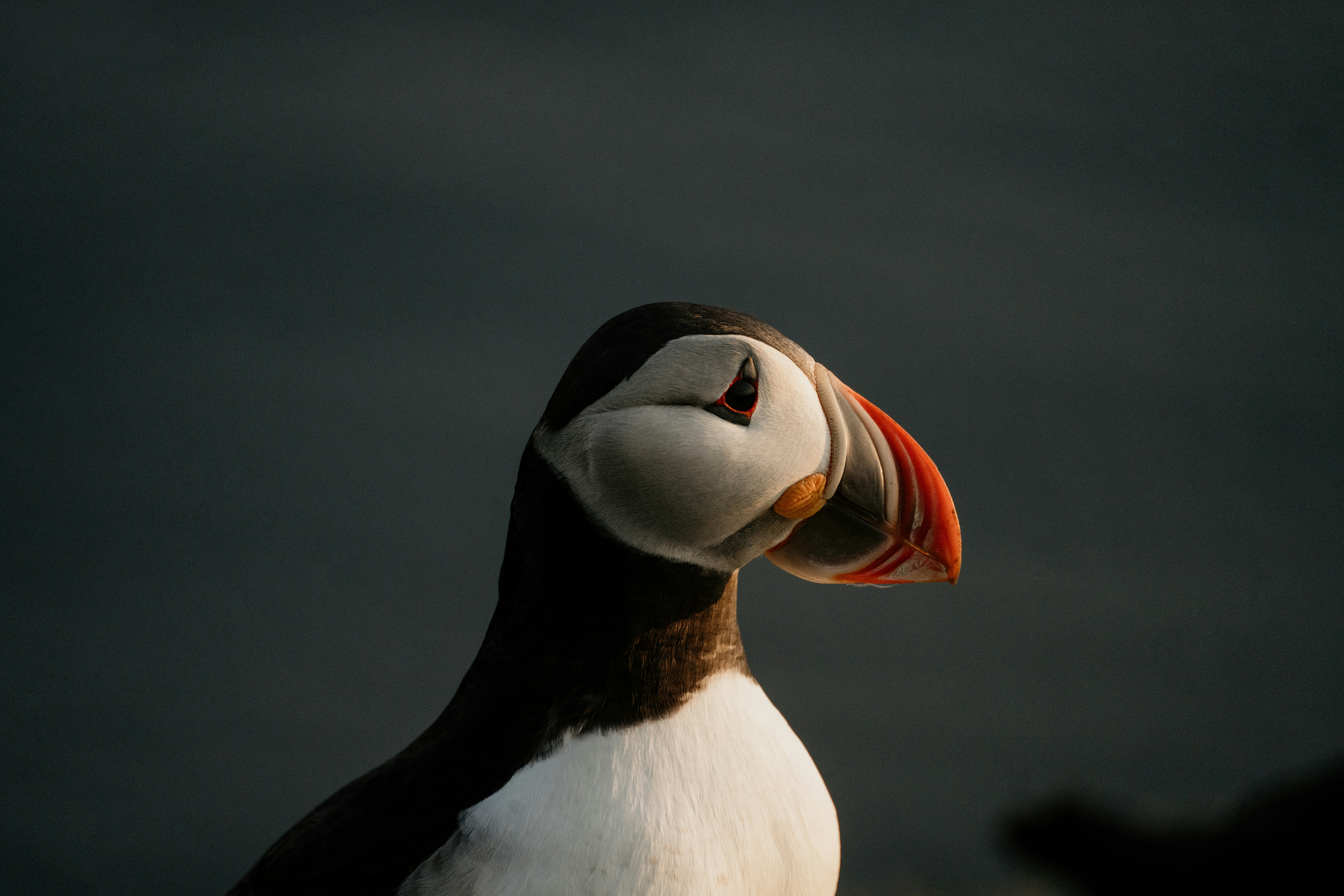 HDIslandPapageitaucher