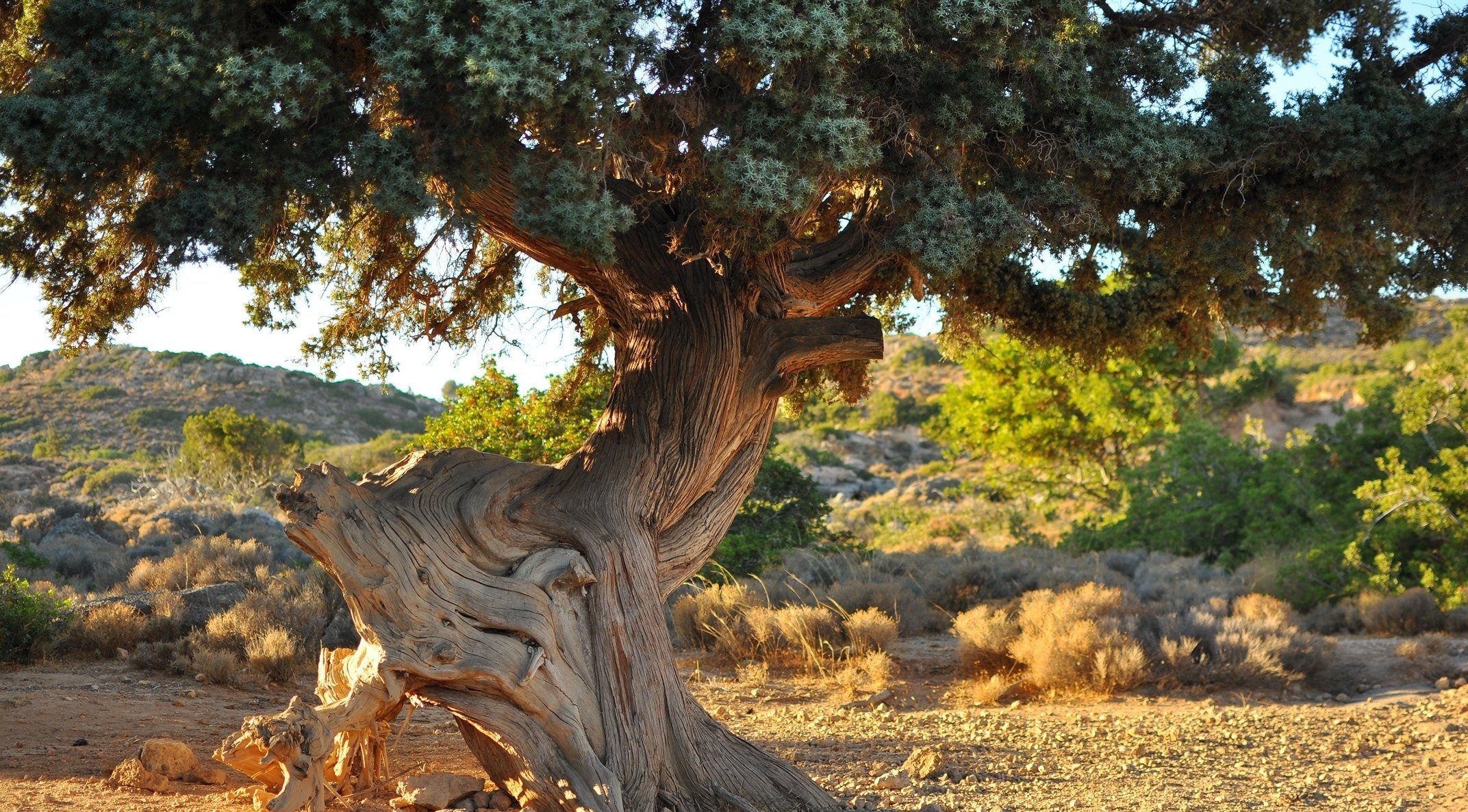 HDHotelGriechenlandDaios Cove Luxury ResortOlivenbaum