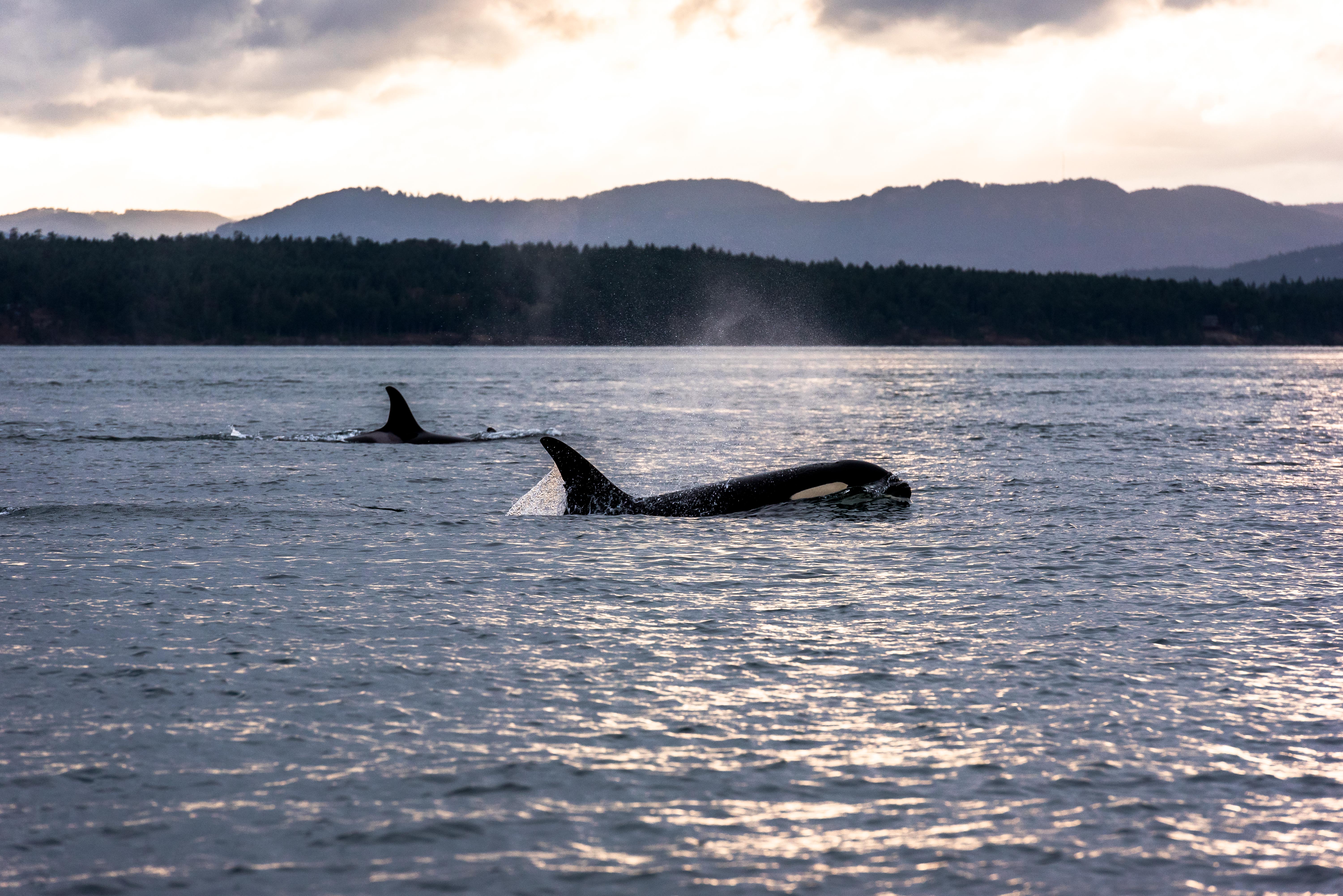 Orcas vor Vancouver Island