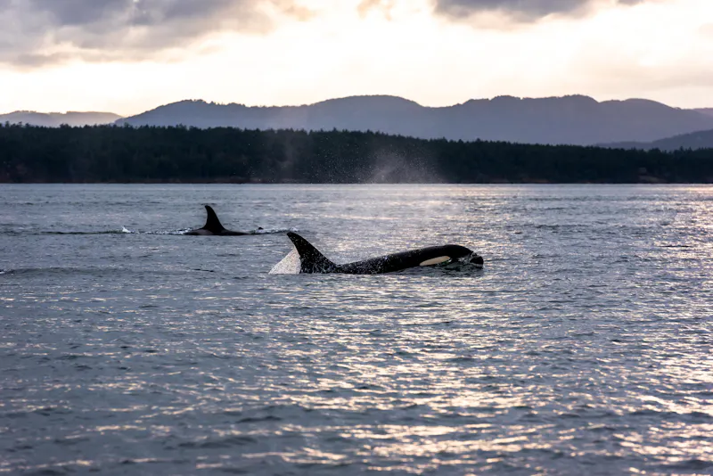 Orcas vor Vancouver Island