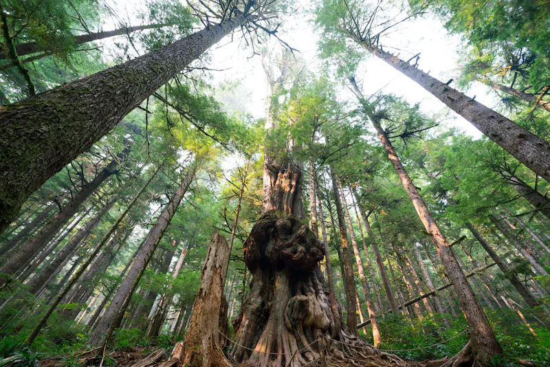 Avatar Grove, Port Renfrew