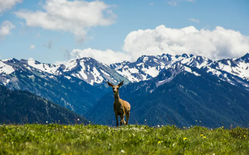 HDWashingtonOlympic National ParkHurricane Ridge2