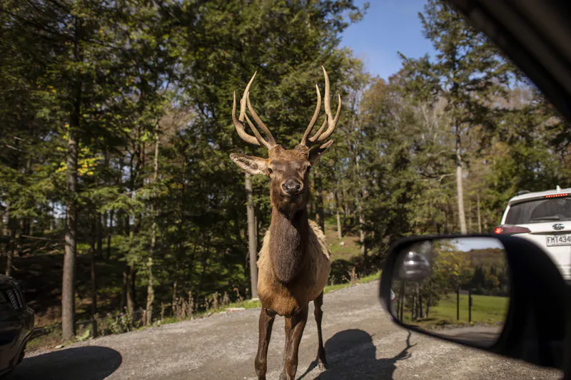 Parc Omega, Outaouias