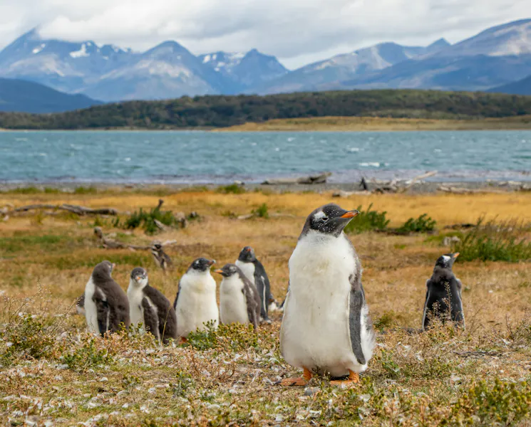 HDArgentinienUshuaiaPinguine