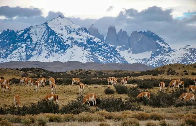 HDChileTorres del PaineLamas vor Berge