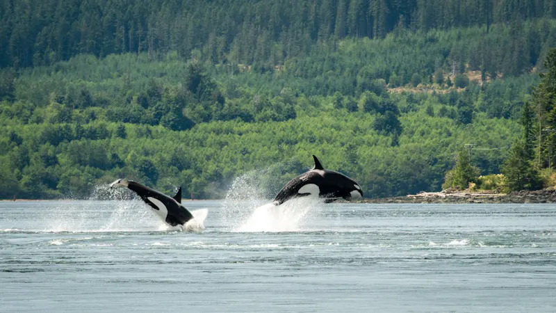 AusflugBritish ColumbiaBig Animal Encounters 316421