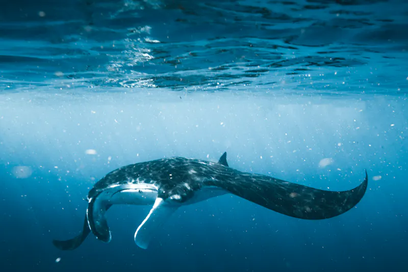HDHawaiiManta Ray1