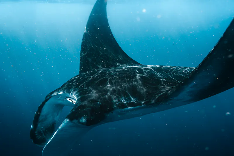 HDHawaiiManta Ray2
