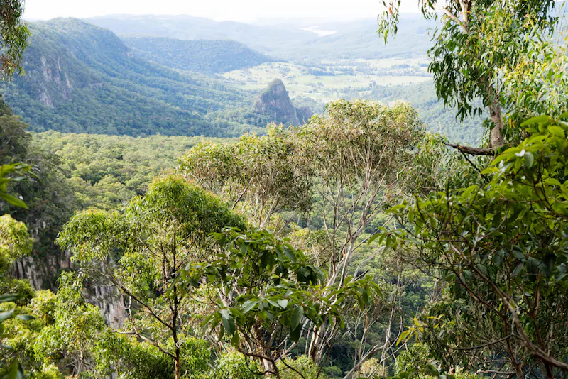 HDAustralienQLDHinterlandLamington NP 132403 MatthewTayTho TEQ