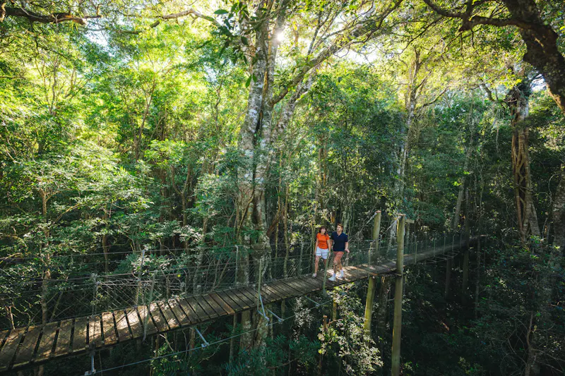 HDAustralienQLDHinterlandLamington NP Treetop Walk 158778 RNWP TEQ