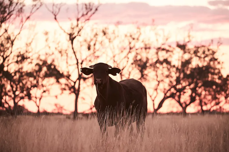 HDAustralienQLDOutbackBlackall CattleFarm 142993 SamThies TEQ