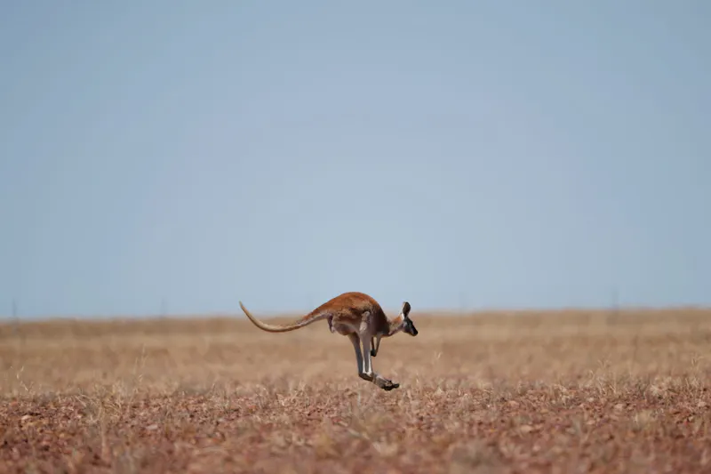 HDAustralienQLDOutbackIlfracombe Kangaroo 143045 SamThies TEQ