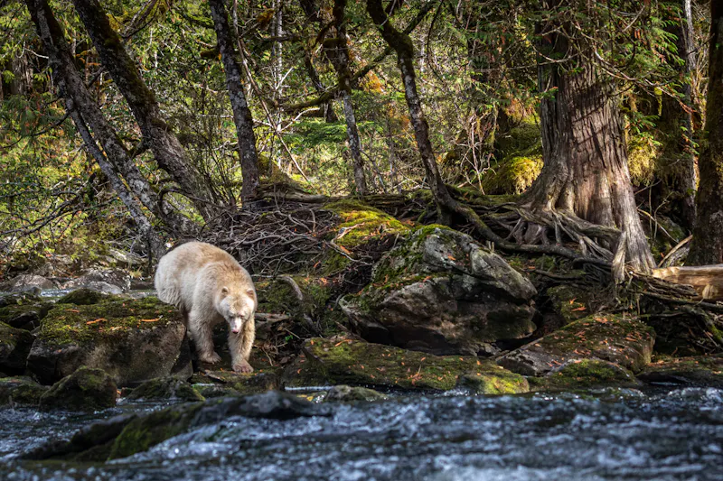 HDBritish ColumbiaSpirit Bear LodgeSpirit Bear 8