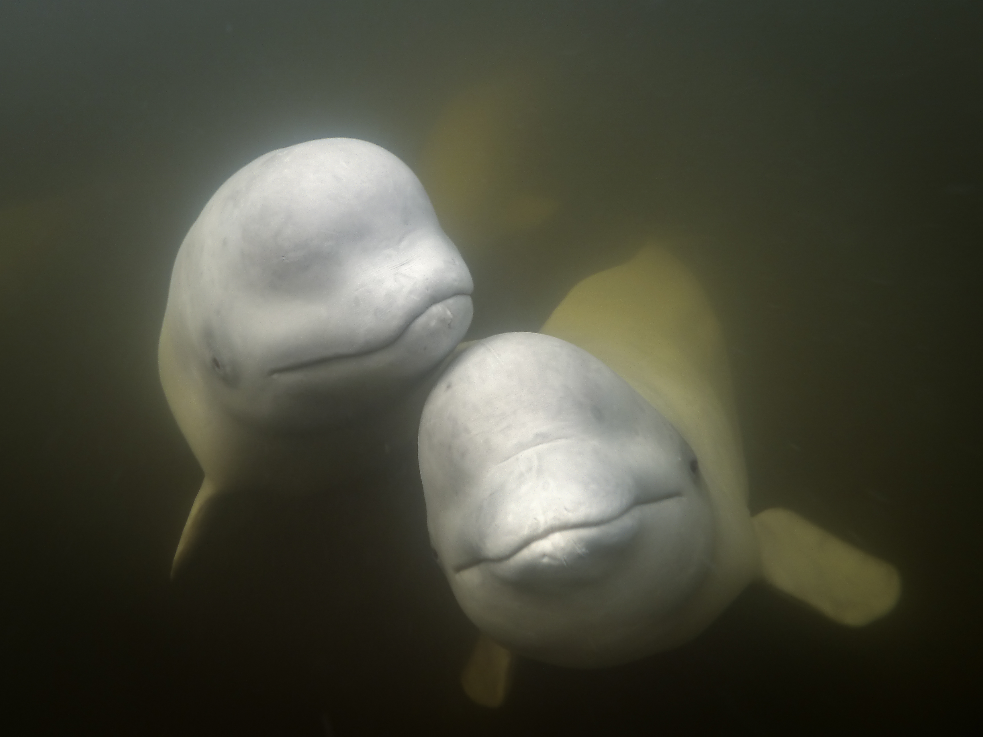 HDManitobaChurchill WildArctic DiscoveryBelugas 4 Paul Perrett CHW