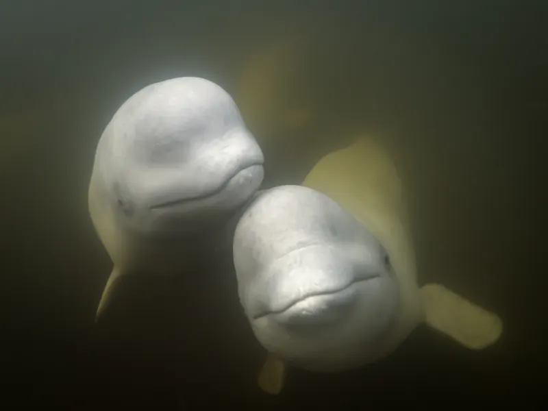 HDManitobaChurchill WildArctic DiscoveryBelugas 4 Paul Perrett CHW