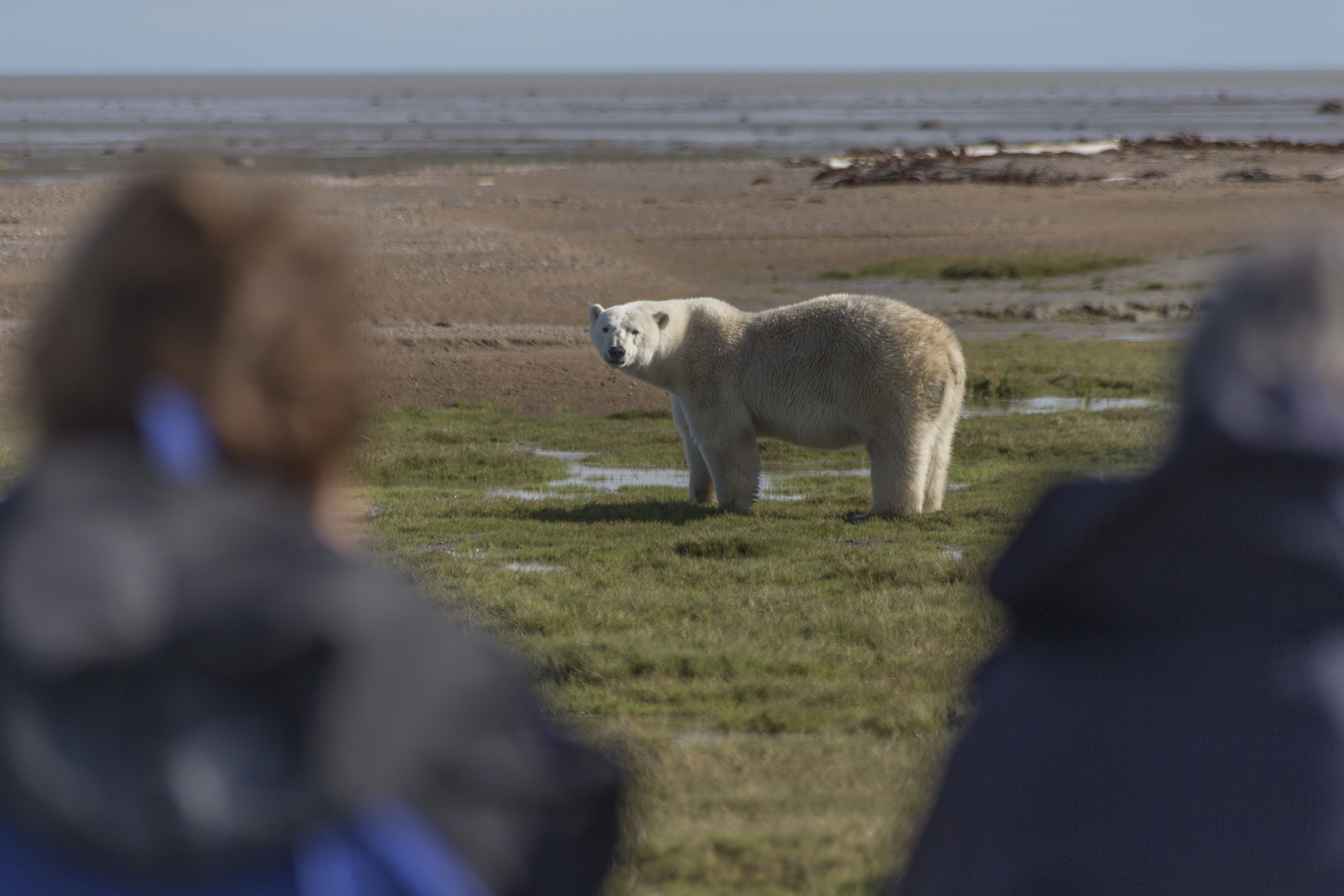 HDManitobaChurchill WildArctic DiscoveryEisbaer Expedition 18 Robert Postma 