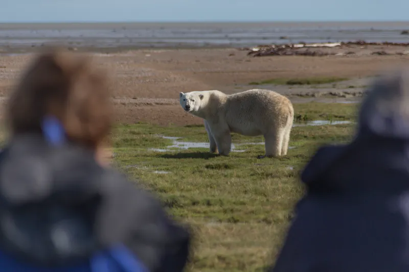 HDManitobaChurchill WildArctic DiscoveryEisbaer Expedition 18 Robert Postma 