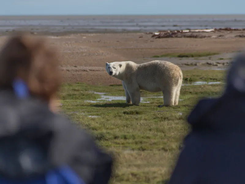 HDManitobaChurchill WildArctic DiscoveryEisbaer Expedition 18 Robert Postma