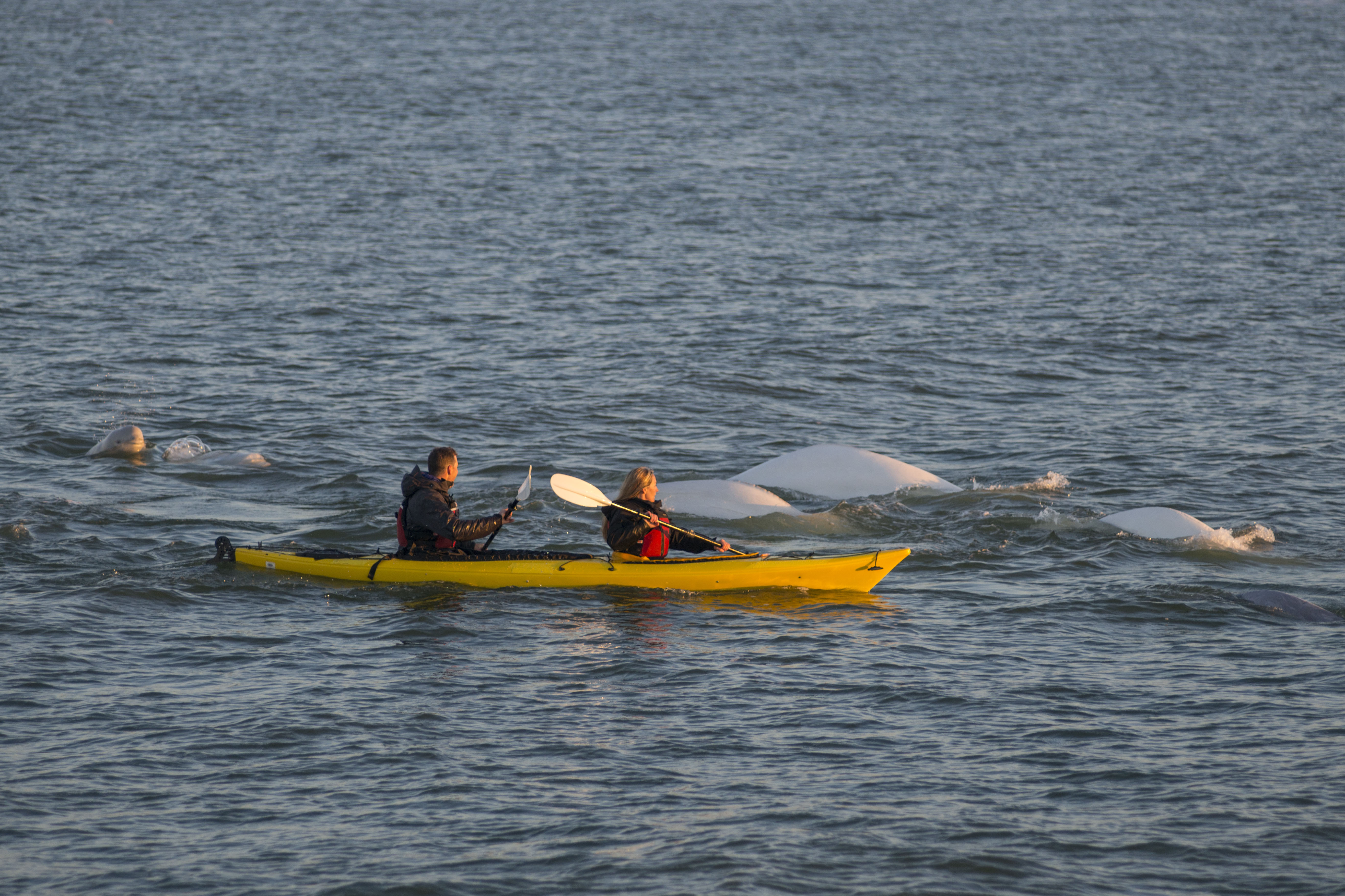 HDManitobaChurchill WildArctic DiscoveryKayaking mit Belugas 11 Thomas Fric