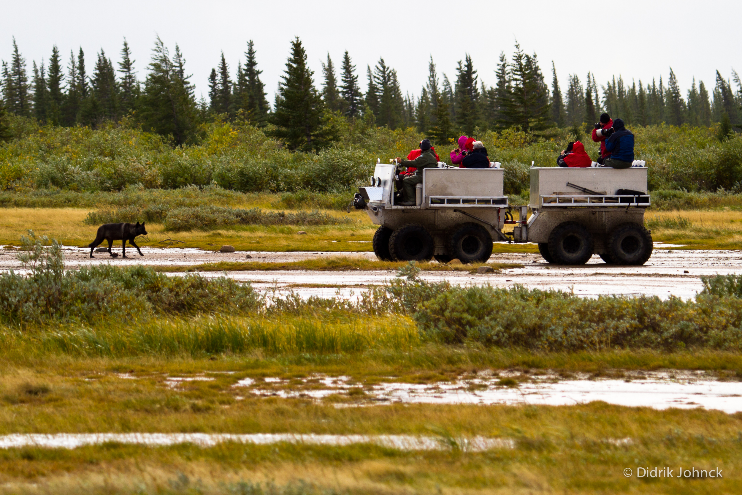 HDManitobaChurchill WildArctic DiscoveryWolf Rhino 20 Didrik Johnck CHW