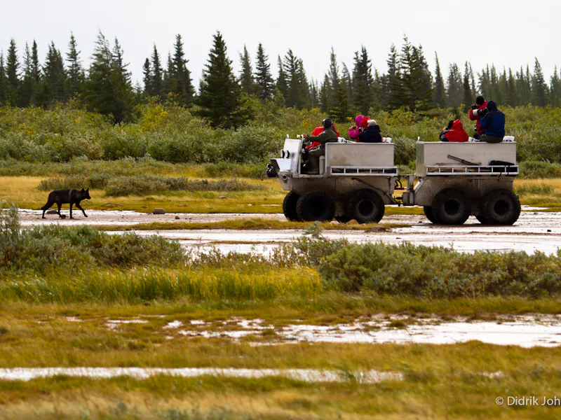 HDManitobaChurchill WildArctic DiscoveryWolf Rhino 20 Didrik Johnck CHW