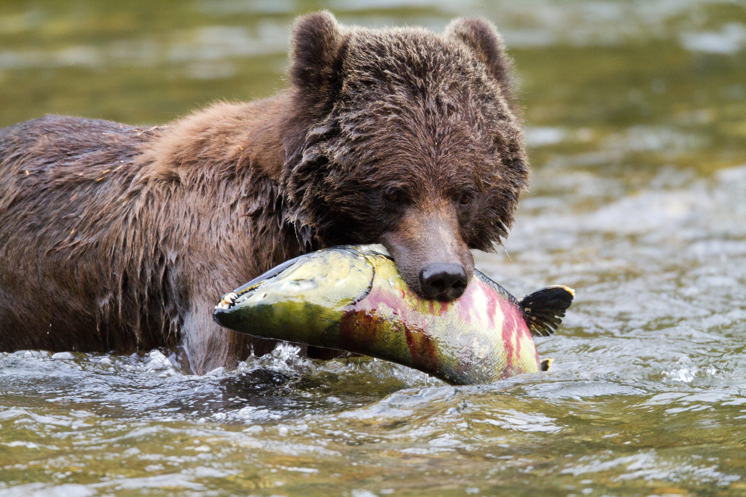 HDBritish ColumbiaGreat Bear LodgeBEAPH4 exterior 007