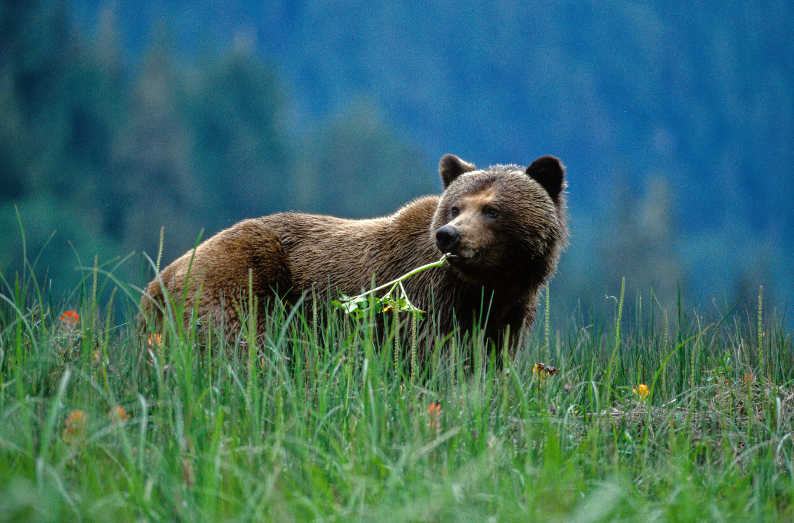 HDBritish ColumbiaGreat Bear LodgeBEAPH4 exterior 016