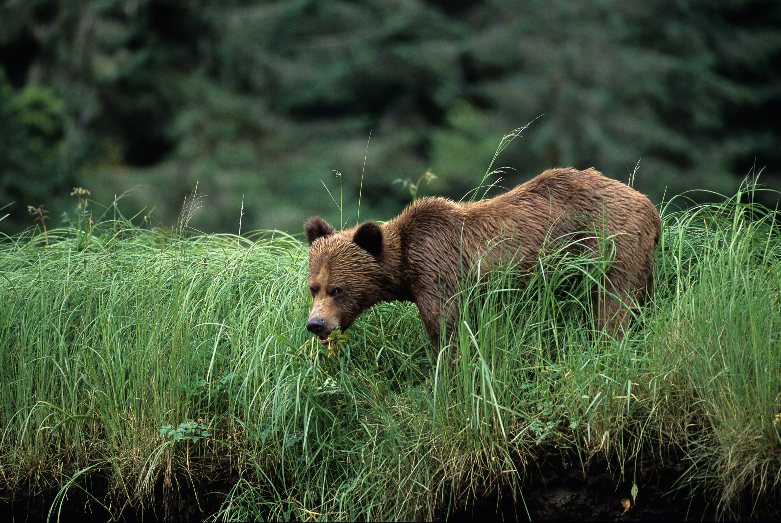 HDBritish ColumbiaGreat Bear LodgeBEAPH4 exterior 019