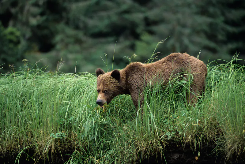 HDBritish ColumbiaGreat Bear LodgeBEAPH4 exterior 019