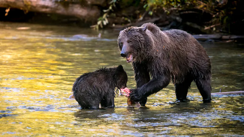 British ColumbiaEcotoursBCGrizzly mit Jungem PBPTAU3E exterior 001
