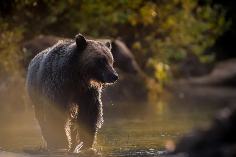 British ColumbiaEcotoursBCGrizzly PBPTAU3E exterior 003