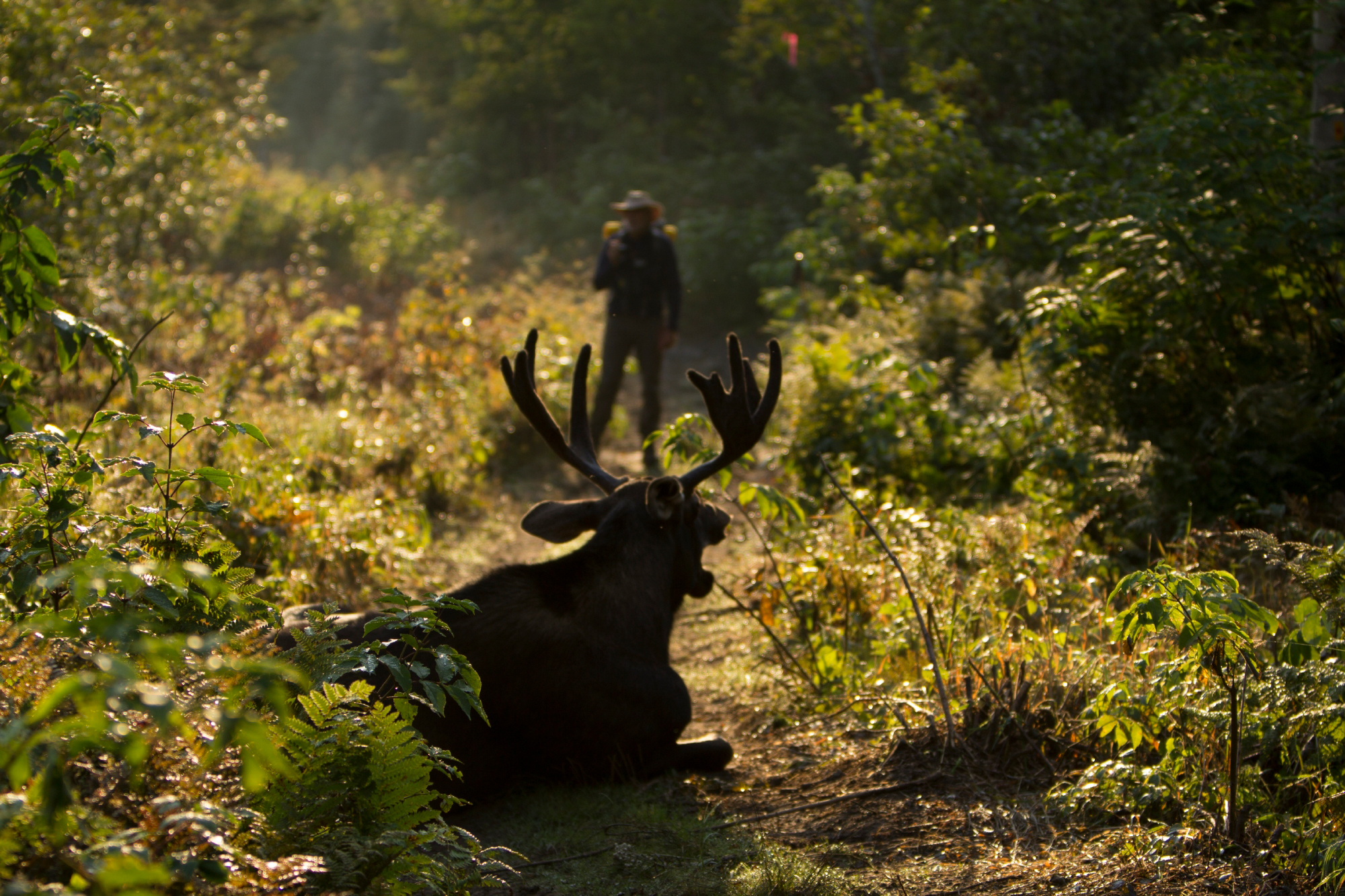 HDHotelQuebecChicChocMountainLodgeElch und Fotograf AACC3 wildlife 003
