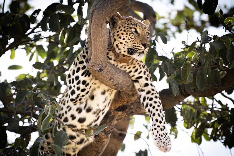 HDHotelNamibiaOkonjima Plains Campwildlife01