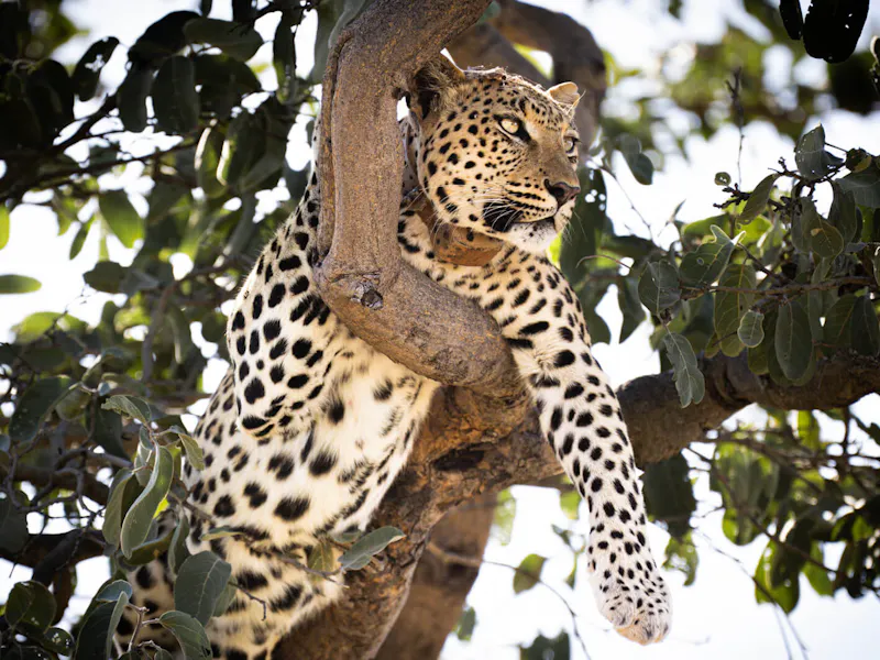 HDHotelNamibiaOkonjima Plains Campwildlife01