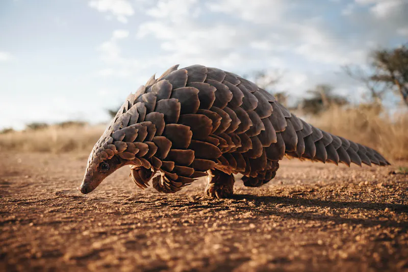 HDHotelNamibiaOkonjima Plains CampWildlife02
