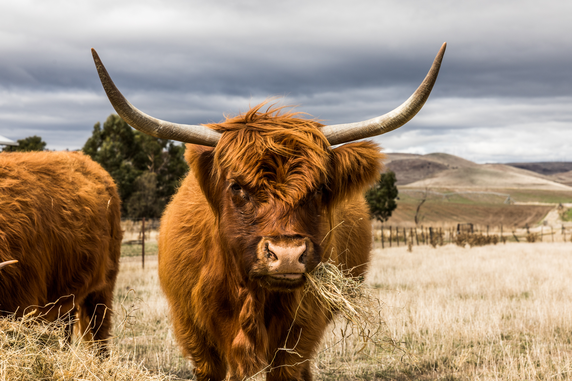 HDHotelAustralienTasmaniaCurringa FarmBangHelloCow