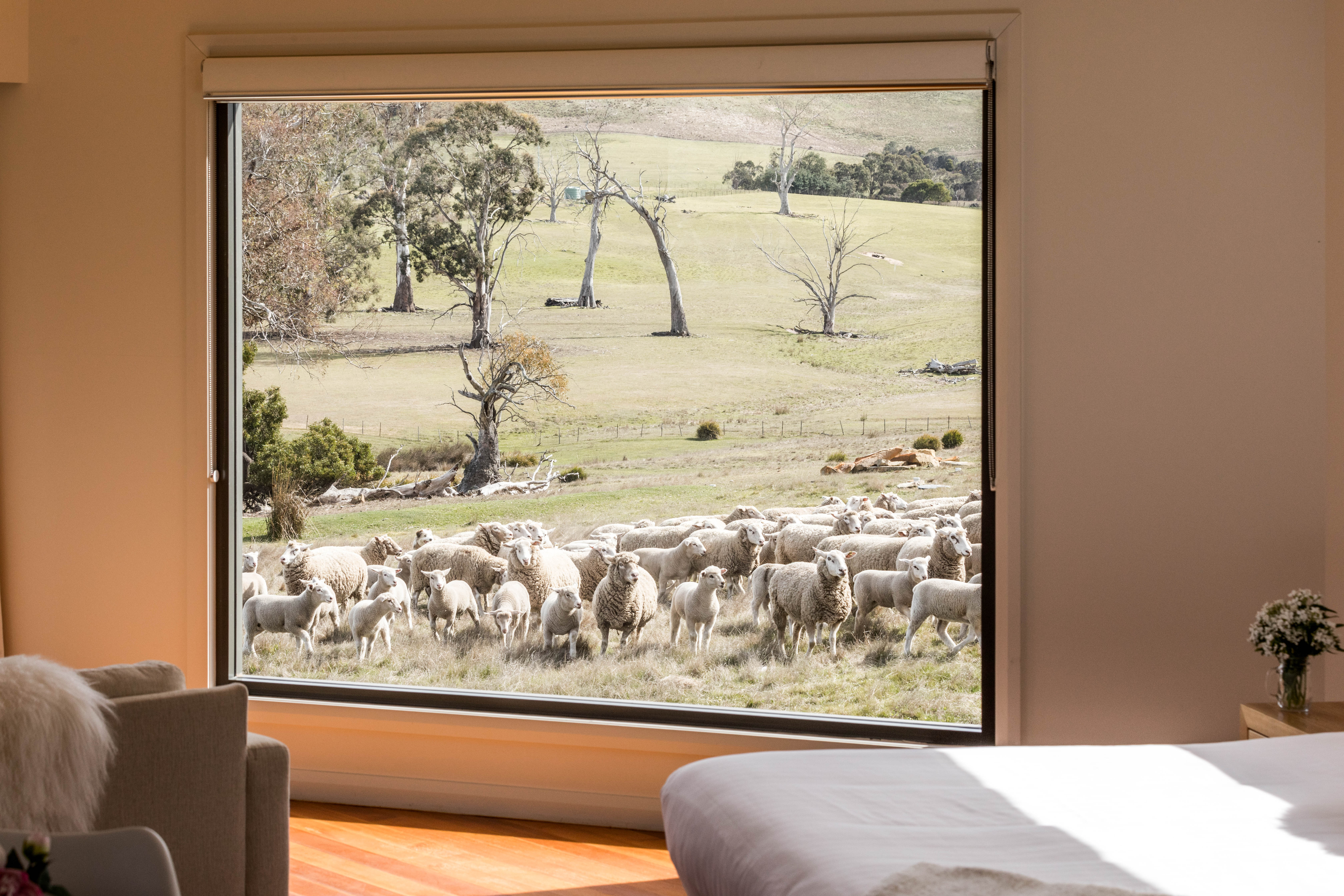 HDHotelAustralienTasmaniaCurringa FarmBig window sheep