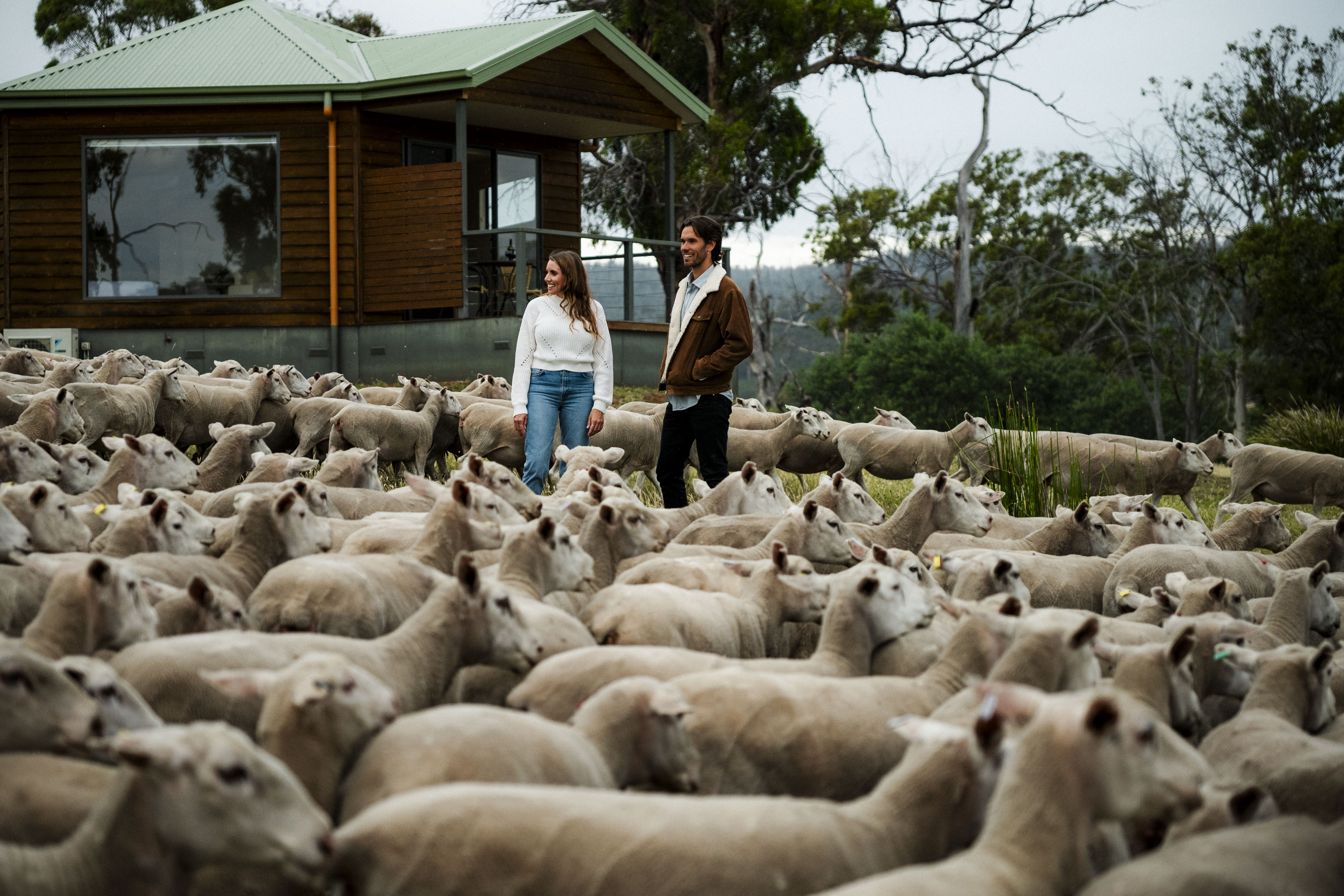 HDHotelAustralienTasmaniaCurringa FarmSchafherde 22