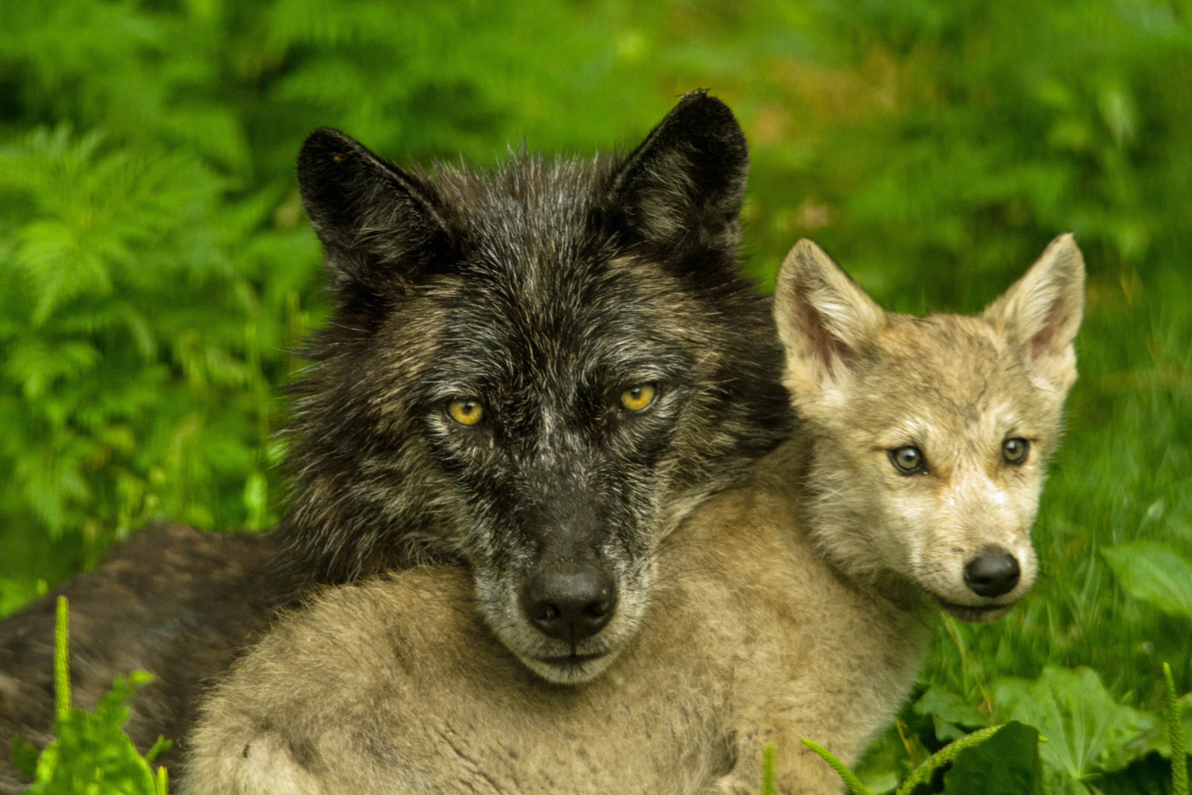 Wolf Centre, Haliburton
