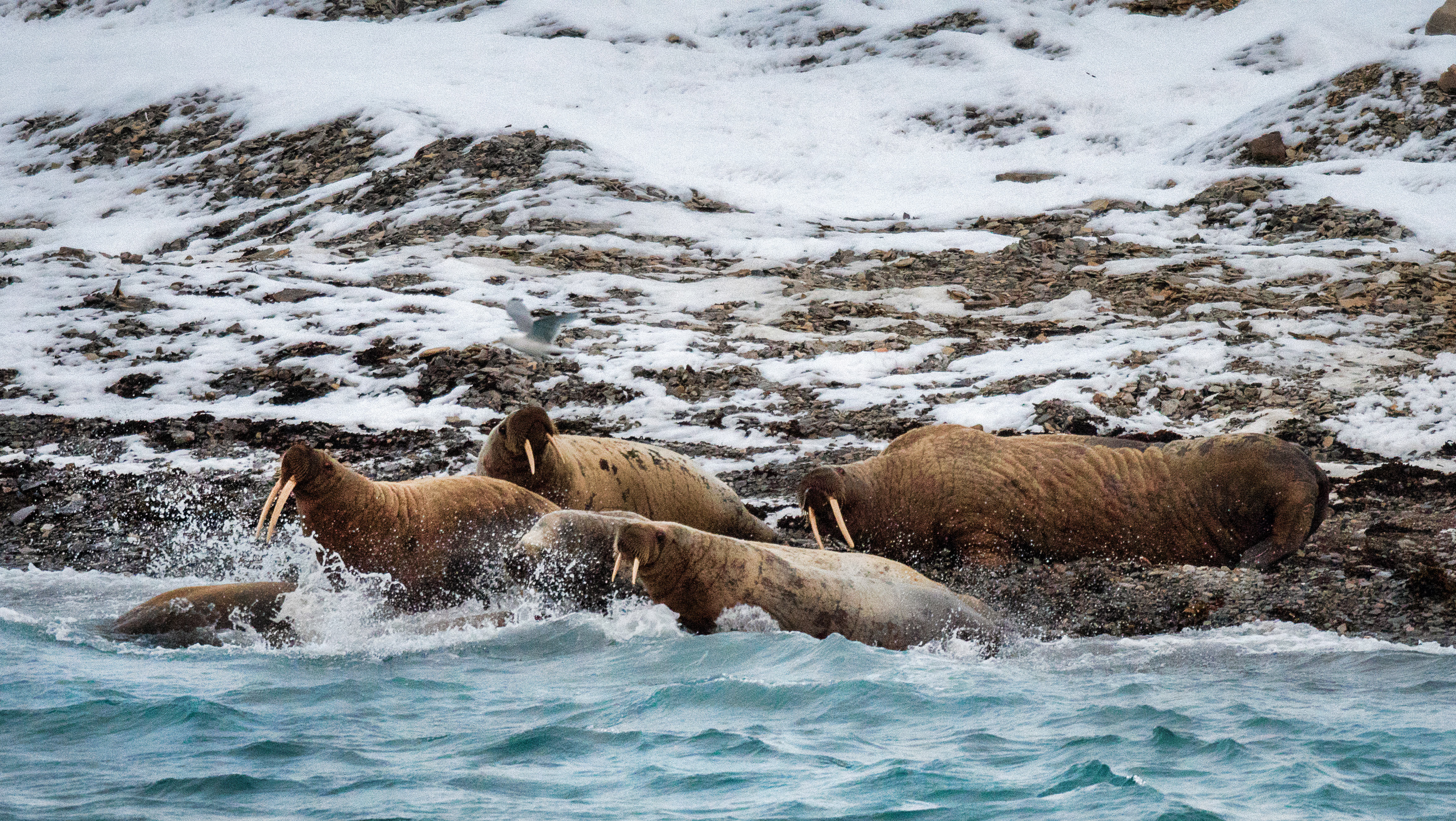 HDKreuzfahrtAdventure CanadaNW PassageDevon Island Walrosse 235 Michelle Val
