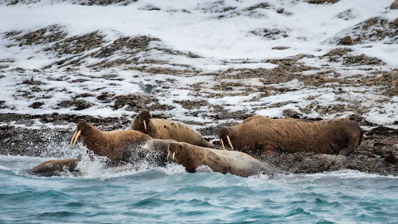 HDKreuzfahrtAdventure CanadaNW PassageDevon Island Walrosse 235 Michelle Val