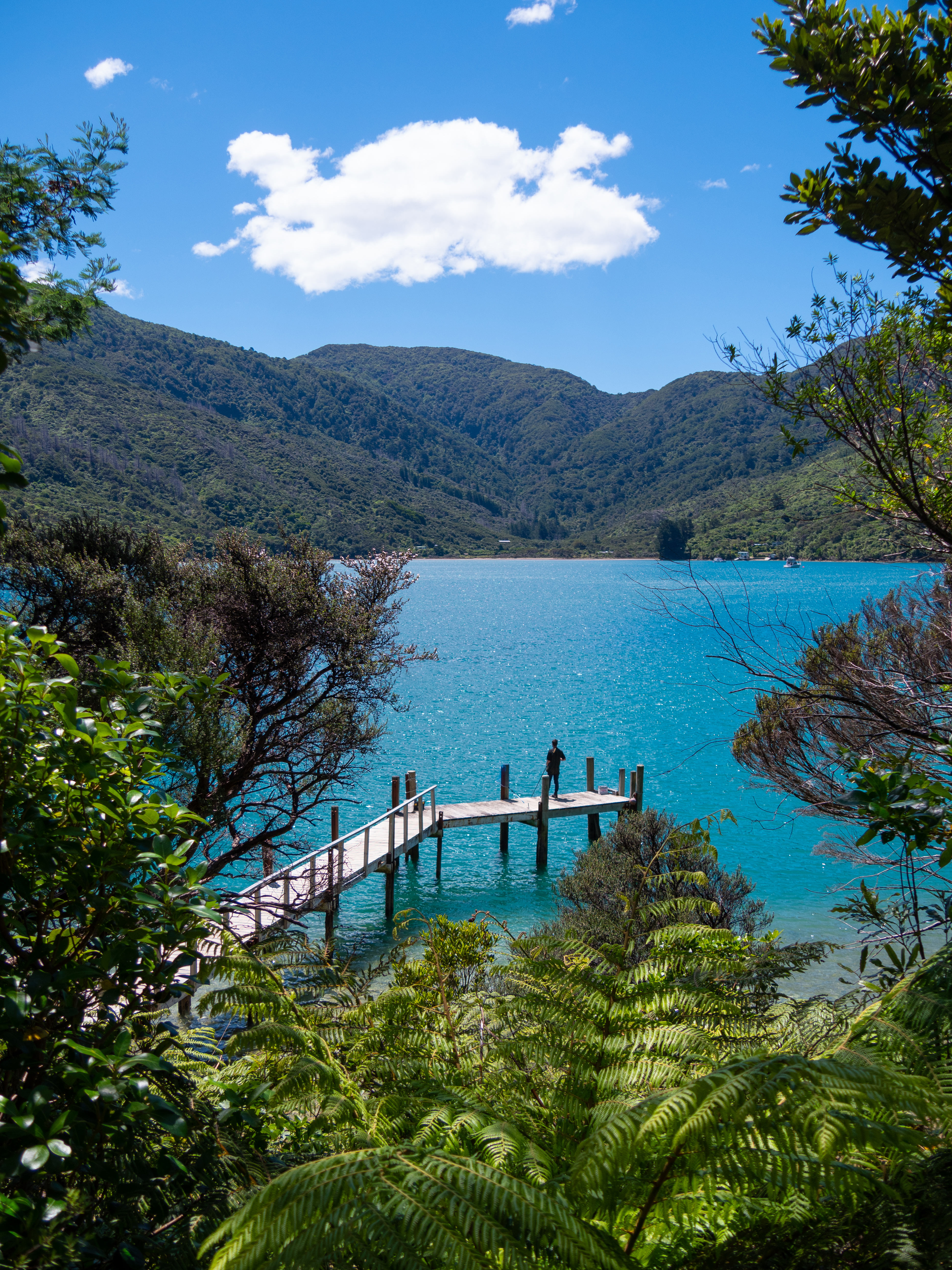 HDNeuseelandMarlboroughQueen Charlotte Track 430667