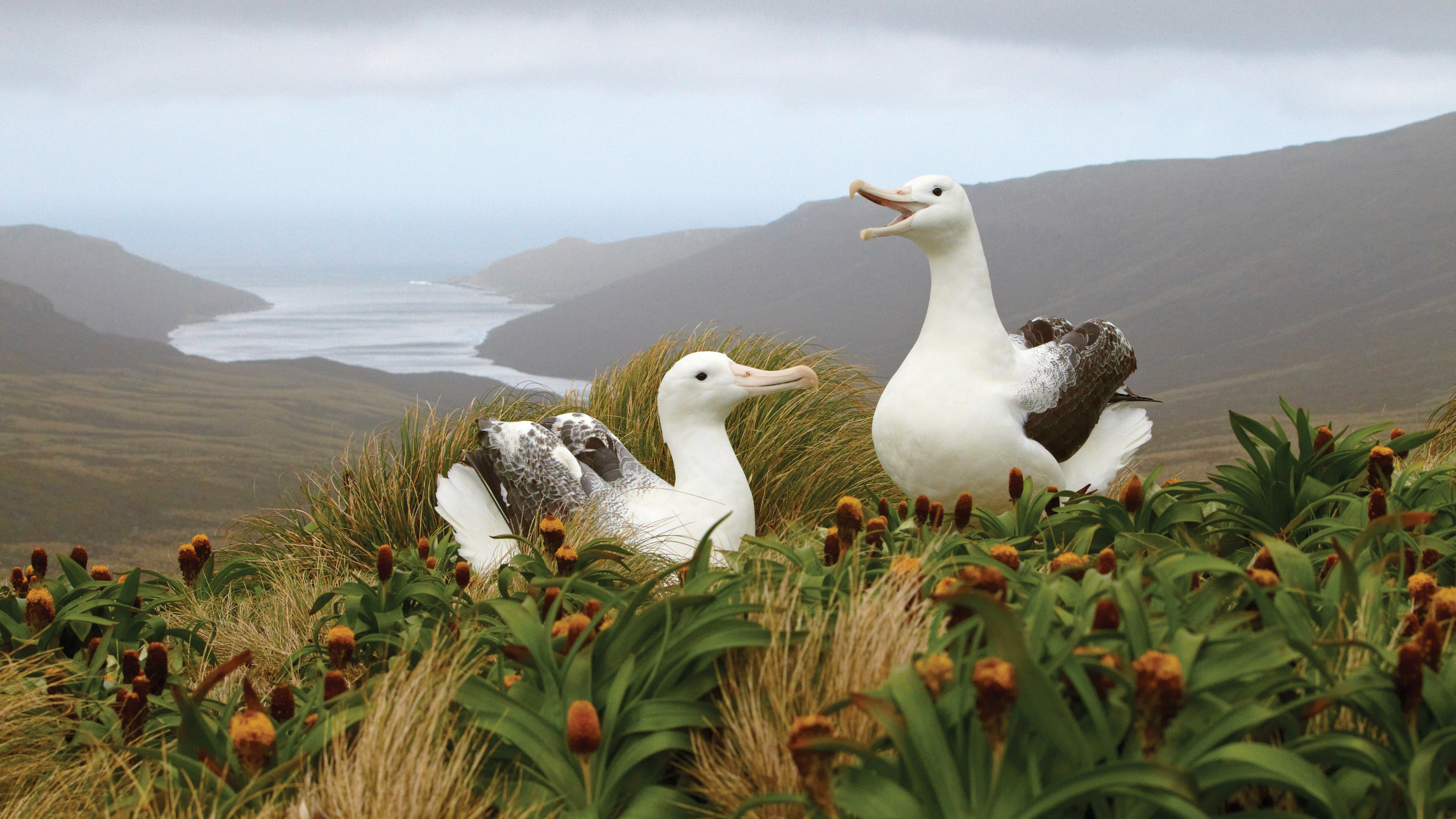 Albatrosse
