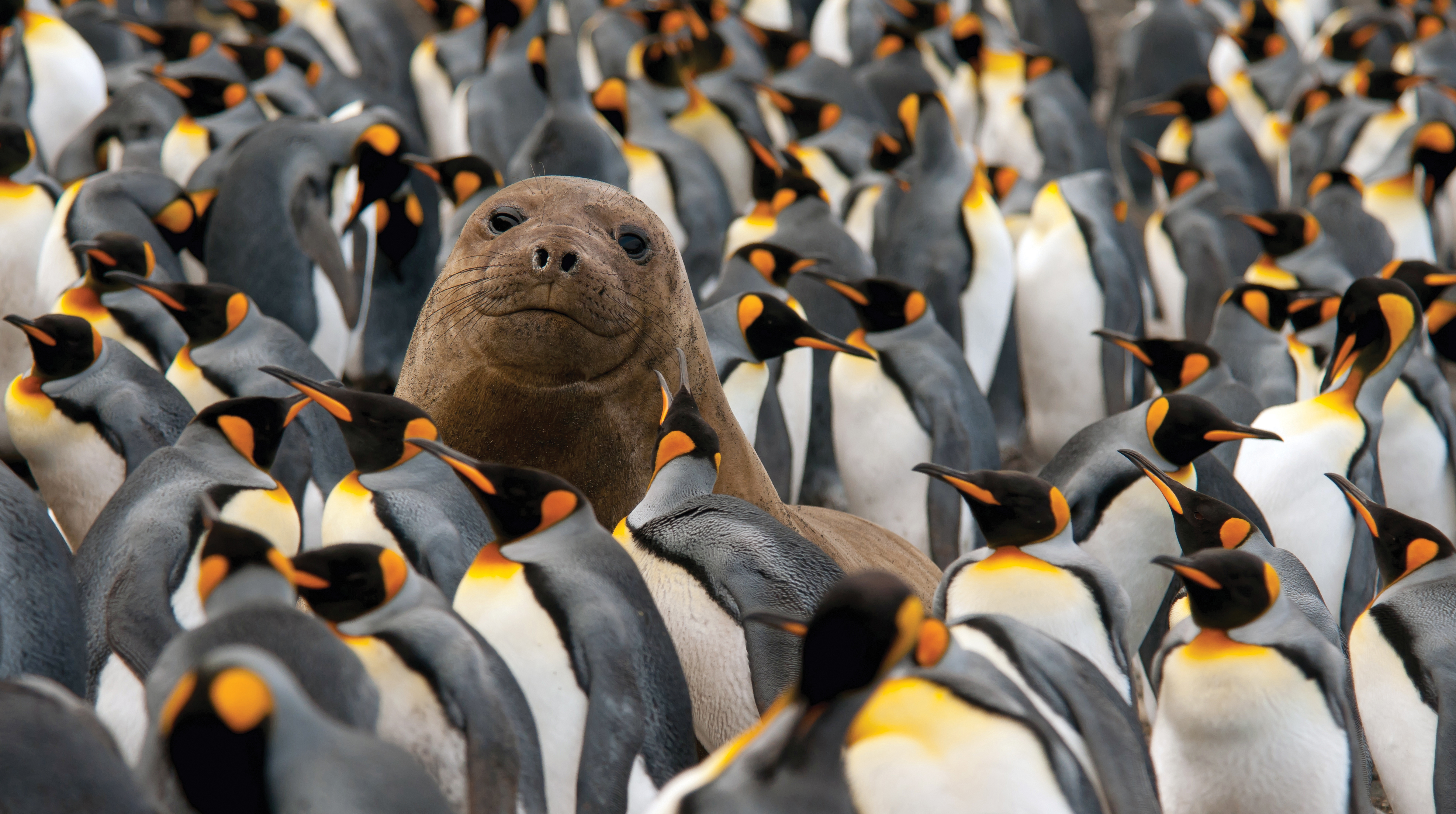 Seeelefant in Pinguinkolonie