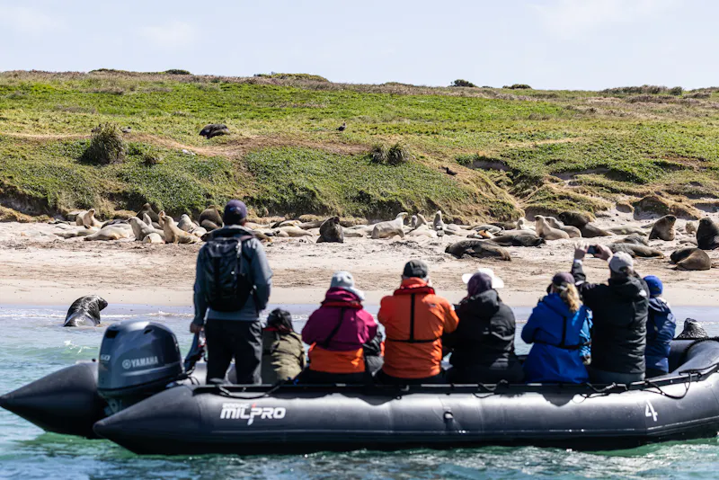 Zodiac vor Enderby Island