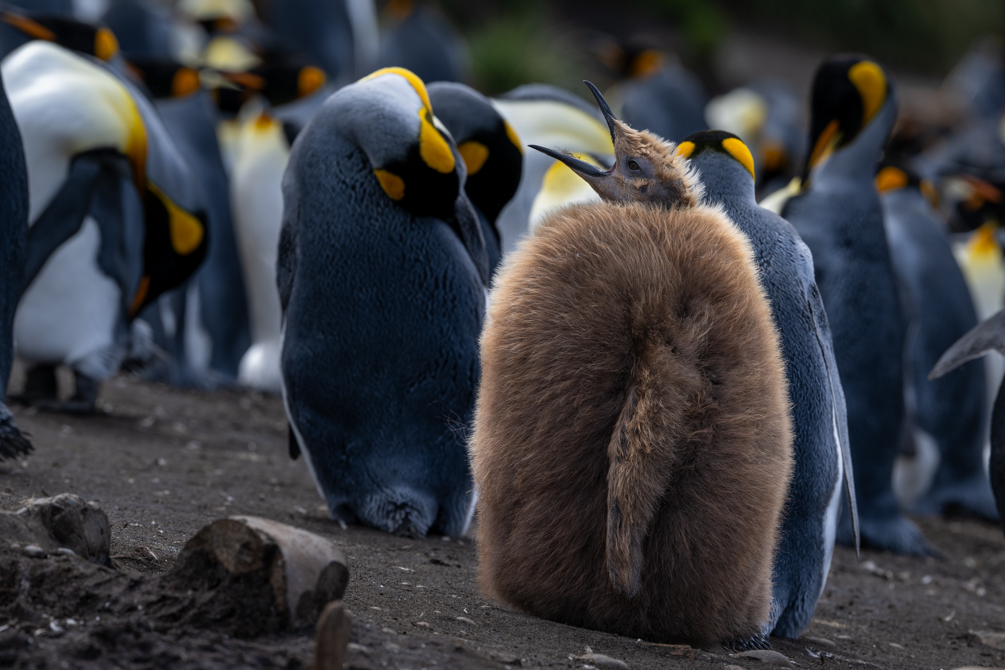 Pinguinkolonie, Macquarie Island