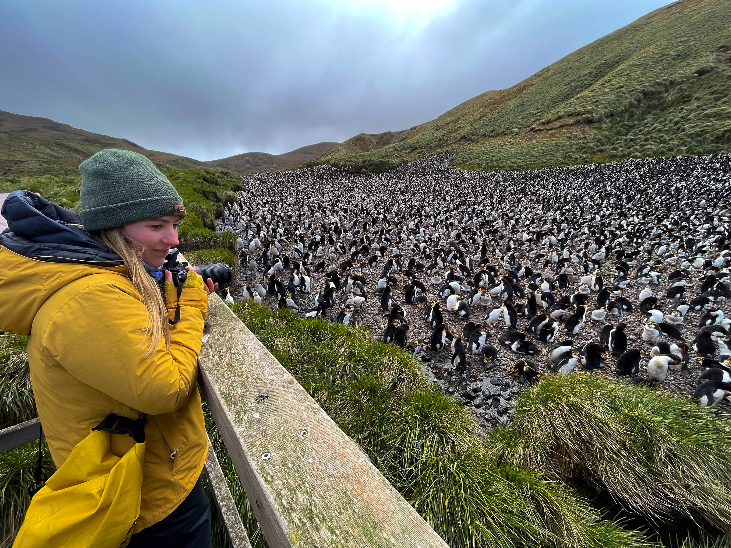 Pinguinkolonie, Macquarie Island