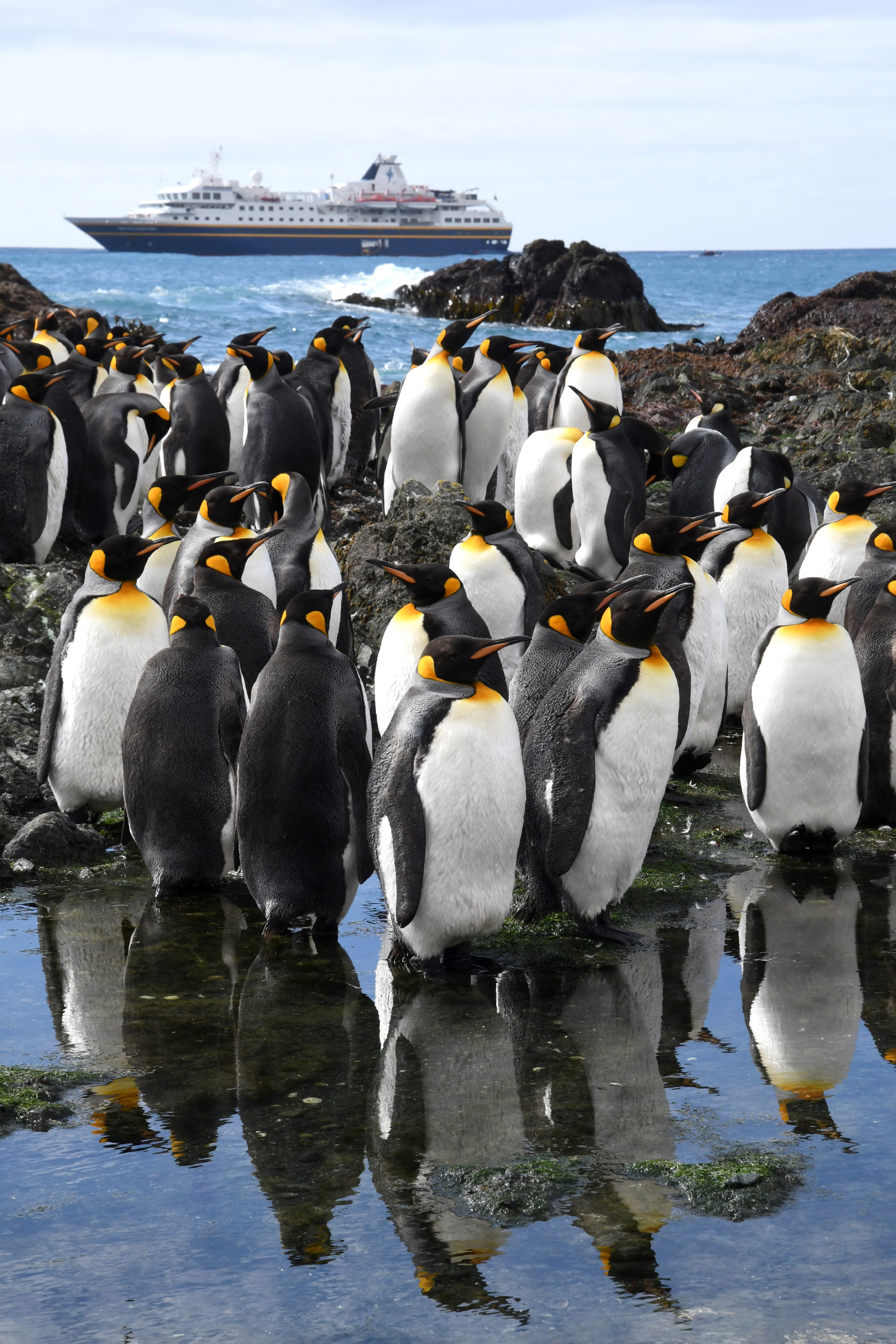 Pinguinkolonie, Macquarie Island, mit der Heritage Adventure